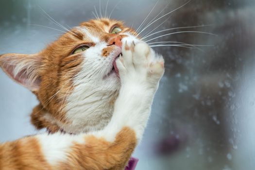 Cute white-and-red cat clean the paws. Portrait funny cat close up.