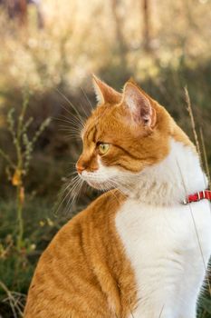 Cute white-and-red cat in a red collar in the grass. Cat is staring at something.