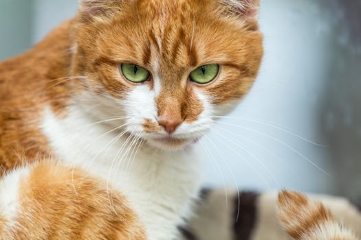 Portrait cut funny white-and-red cat close up. Shallow depth of field, green cat yes in the focus.