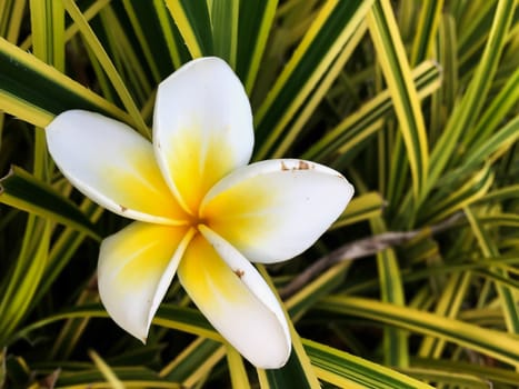 Closeup white and yellow plumeria flower
