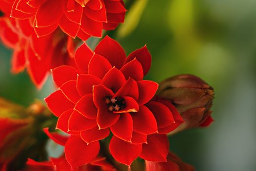 Photo of a the beautiful red flower.