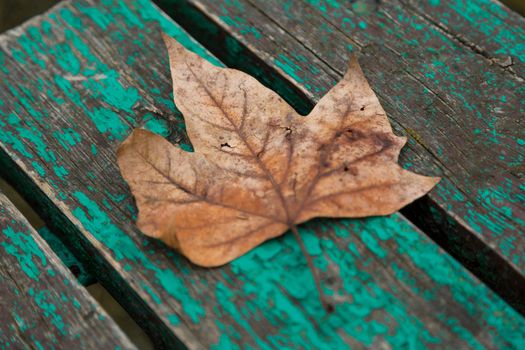 Dried leaf in the forest