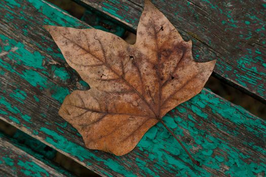 Dried leaf in the forest