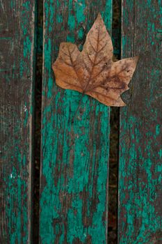 Dried leaf in the forest