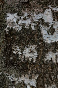 Old tree stump in a forest