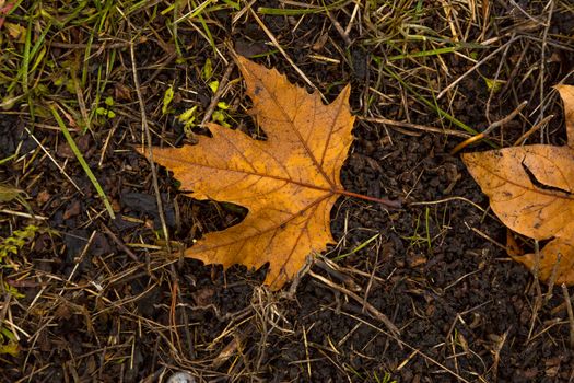 Dried leaf in the forest