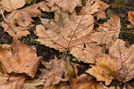 Dried leaf in the forest