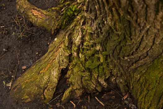 Old tree stump in a forest