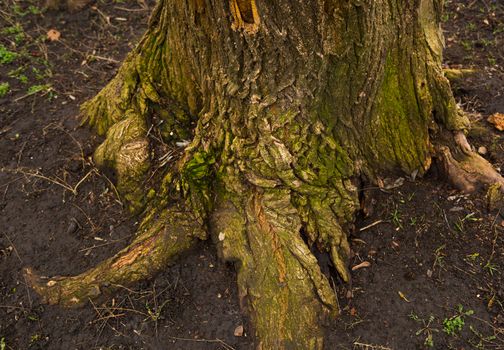 Old tree stump in a forest