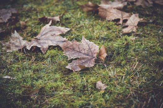 Dried leaf in the forest