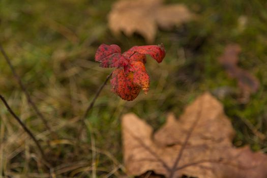 Dried leaf in the forest