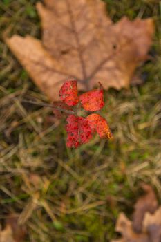 Dried leaf in the forest