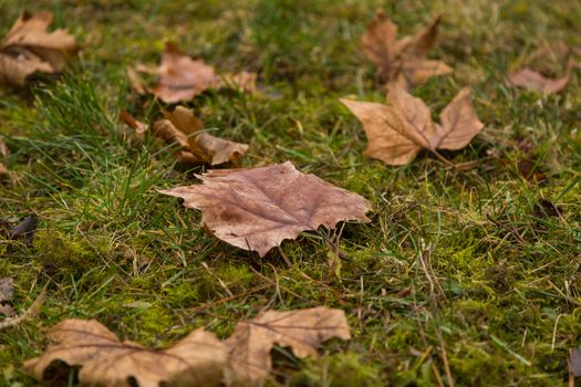 Dried leaf in the forest