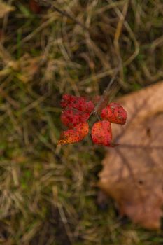 Dried leaf in the forest