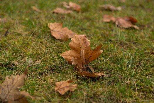 Dried leaf in the forest