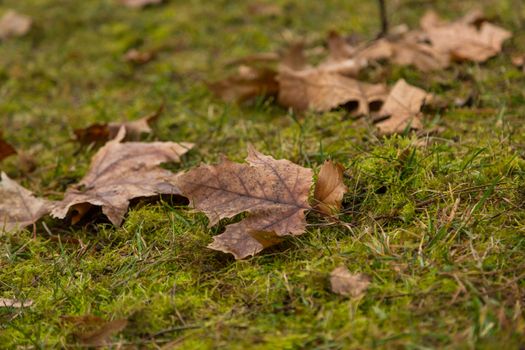 Dried leaf in the forest