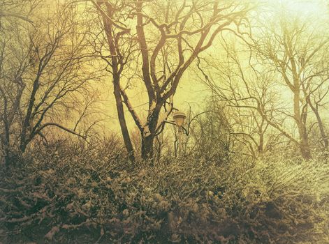 Snowy trees in murky yellow light. Urban winter.