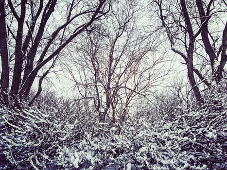 Trees after snowstorm, with branches covered in fresh snow.