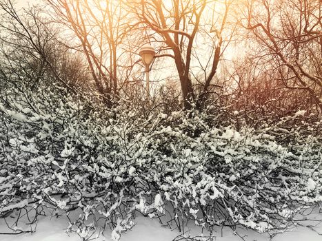 Sunset in a beautiful winter park, with trees and streetlight covered in snow.