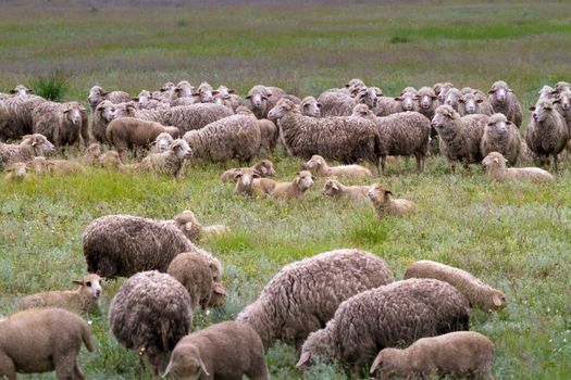 A flock of sheep peacefully grazing in a flower field