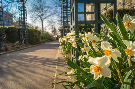 Coulee verte walk in Paris in spring, also called promenade plantee