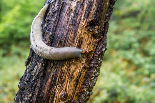 Slug climbing a tree just after rain