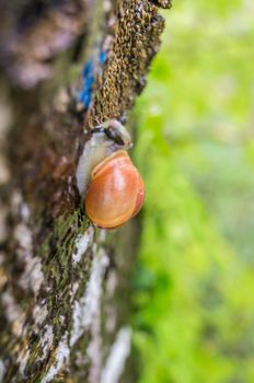 Orange snail on a tree climbing to the top