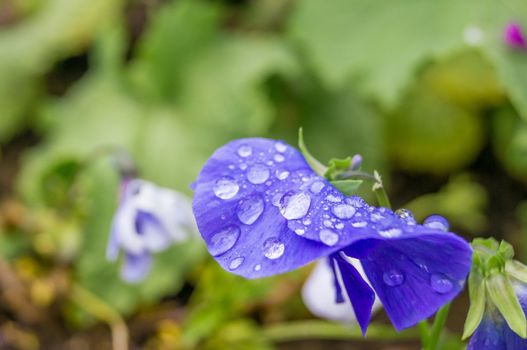 Drops of rain on a blue flower in the forest