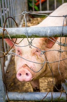 A big pig behind a fence in a farm