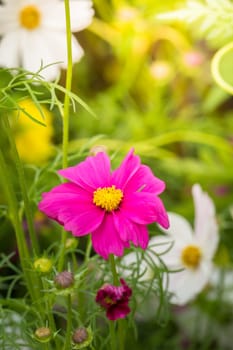  Beautiful Cosmos flowers in garden. Nature background.