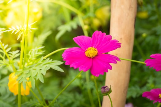  Beautiful Cosmos flowers in garden. Nature background.