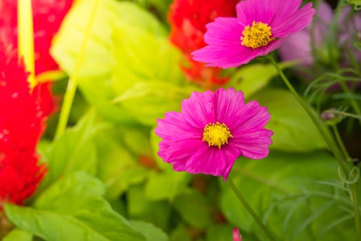  Beautiful Cosmos flowers in garden. Nature background.