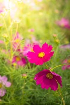  Beautiful Cosmos flowers in garden. Nature background.