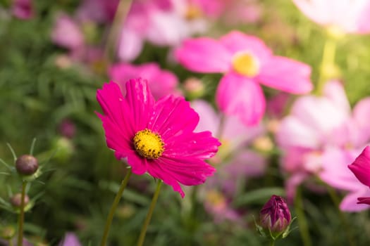  Beautiful Cosmos flowers in garden. Nature background.