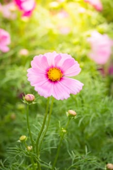  Beautiful Cosmos flowers in garden. Nature background.