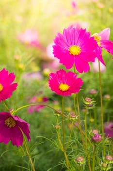  Beautiful Cosmos flowers in garden. Nature background.