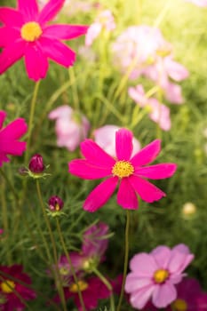  Beautiful Cosmos flowers in garden. Nature background.