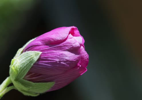 Close-up of pink rose bud against blurred background