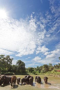 Elephants at Maha Oya - Sri Lanka, Asia