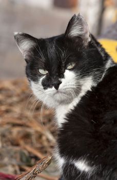 cat watching the photographer on nature blurred background