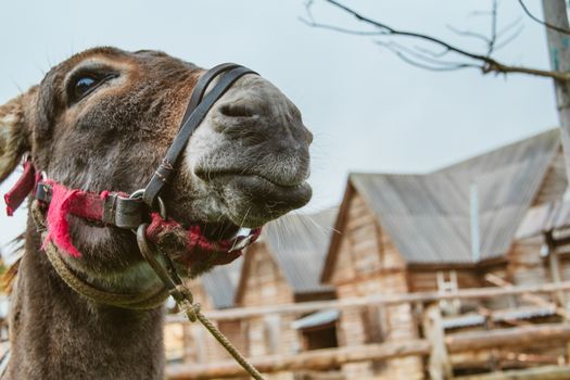 Donkey Farm Animal brown color close up. The donkey or ass looking to camera. Toned soft focus