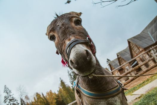 Head of donkey closeup against blue sky background. Toned soft focus