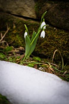 Spring flowers snowdrops (Galanthus nivalis) popping out of the snow in the forest