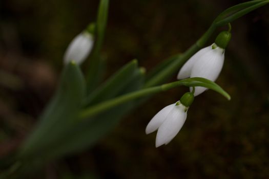 Spring flowers snowdrops (Galanthus nivalis) popping out of the snow in the forest