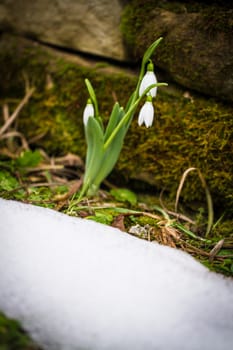 Spring flowers snowdrops (Galanthus nivalis) popping out of the snow in the forest