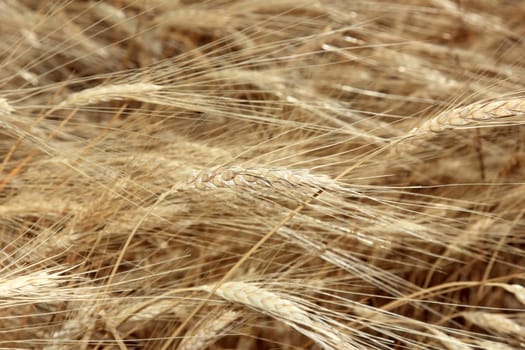 closeup of wheat in a summertime