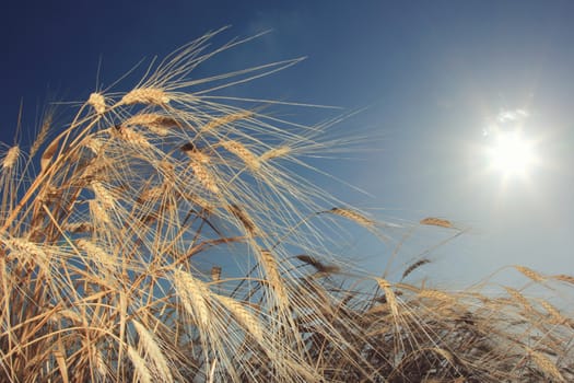 Wheat field and blue sky 