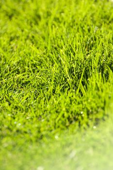 close up of beautiful green grass on a garden