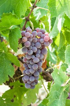 grapes in greek vineyard 