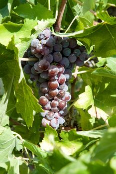 grapes in greek vineyard 